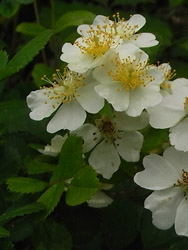 11_0520_noibara1.jpg