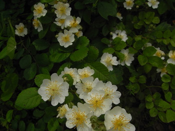11_0520_noibara2.jpg