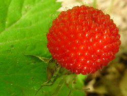 11_0522_kusaitigo1.jpg
