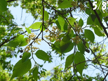 11_0522_mukunoki1.jpg