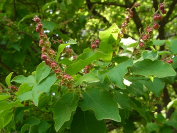 11_0525_natuhaze2.jpg