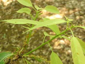 11_0527_sirakasi3.jpg