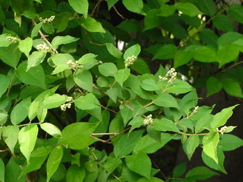 11_0529_utugi2.jpg