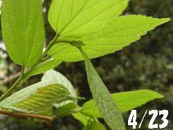 11_0530_a_gomadara1.jpg
