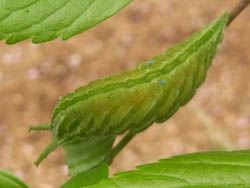 11_0530_a_gomadara2.jpg