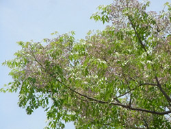 11_0601_outi1.jpg