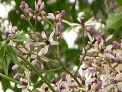 11_0601_outi6.jpg