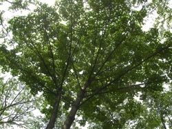 11_0607_iigiri3.jpg