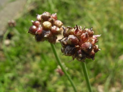 11_0608_nobiru2.jpg