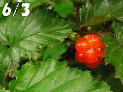 11_0615_nigaitigo1.jpg