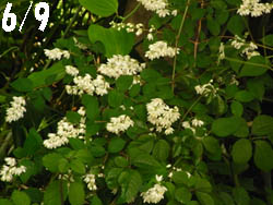 11_0615_utugi2.jpg