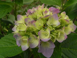 11_0617_s_ajisai.jpg