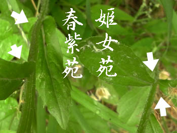 11_0618_himejoon2.jpg