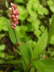 11_0625_inutade.jpg