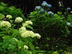 11_0628_s_ajisai1.jpg