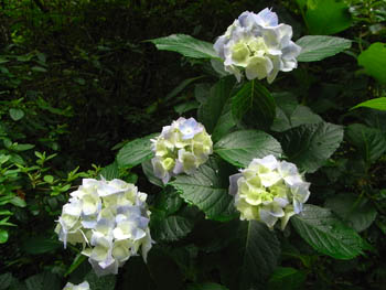 11_0628_s_ajisai3.jpg