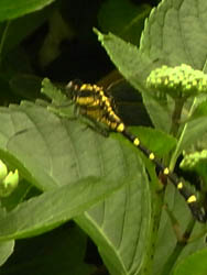 11_0629_onaga_s2.jpg