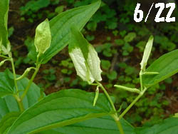 11_0701_hangesho2.jpg
