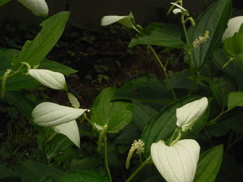 11_0701_hangesho3.jpg