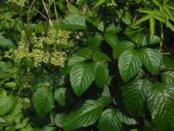 11_0715_yabugarasi.jpg