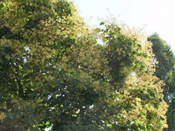 11_0718_aogiri1.jpg