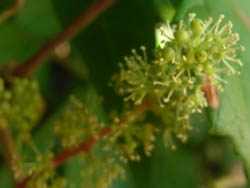 11_0719_ebiduru2.jpg