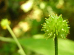 11_0721_kitune_botan2.jpg