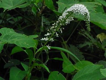 11_0721_okatoranoo.jpg