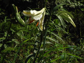 11_0725_yamayuri3.jpg