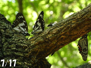 11_0726_gomadara_t1.jpg