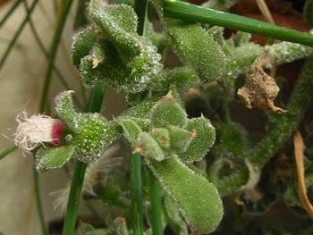 11_0728_iceplant2.jpg