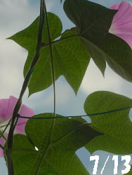 11_0731_asagao1.jpg