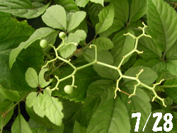 11_0803_yabugarasi1.jpg