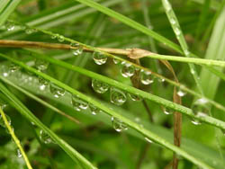 11_0805_raindrops.jpg