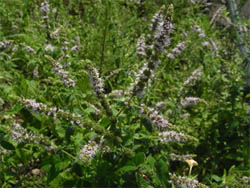 11_0807_mint.jpg