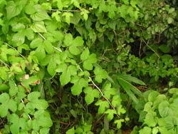 11_0808_nigaitigo.jpg