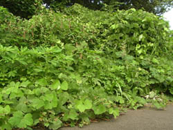 11_0808_zokibayasi3.jpg