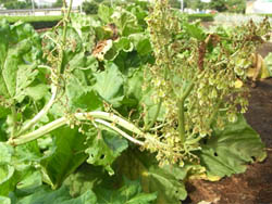 11_0810_rhubarb2.jpg