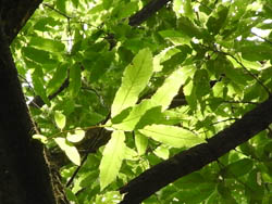11_0813_kunugi1.jpg