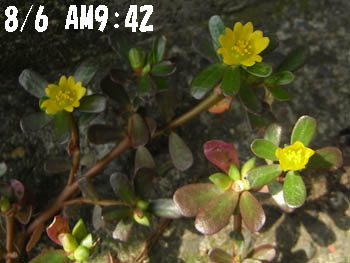 11_0814_suberihiyu2.jpg