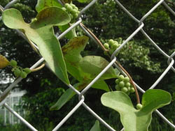 11_0815_aotudura_f1.jpg