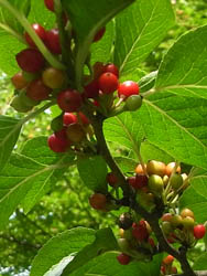 11_0816_aohada2.jpg