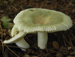 11_0817_kinoko2.jpg