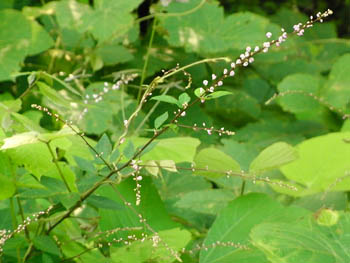 11_0819_nusubito_h1.jpg