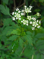 11_0820_seri1.jpg