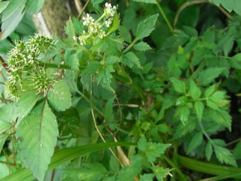 11_0820_seri3.jpg