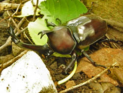 11_0821_kabuto_m3.jpg
