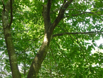 11_0821_redoak1.jpg