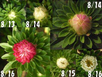 11_0822_aster1.jpg