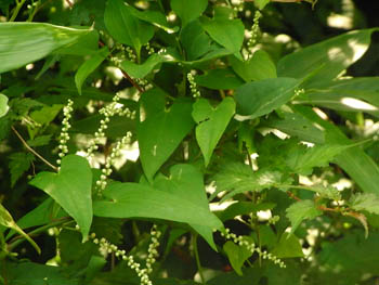 11_0824_yamanoimo.jpg